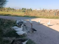 Geese — լուսանկար 2