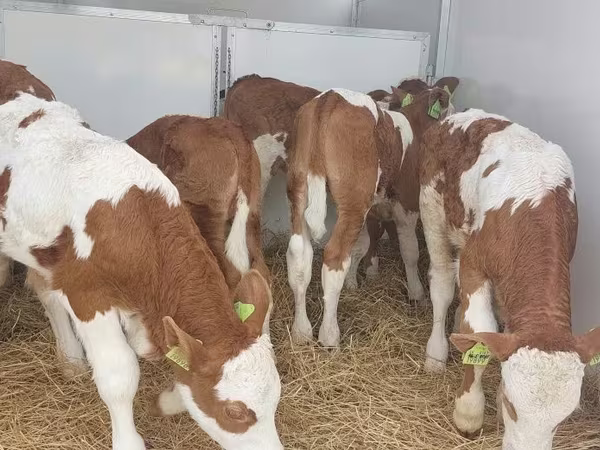 सांड, Simmental cattle