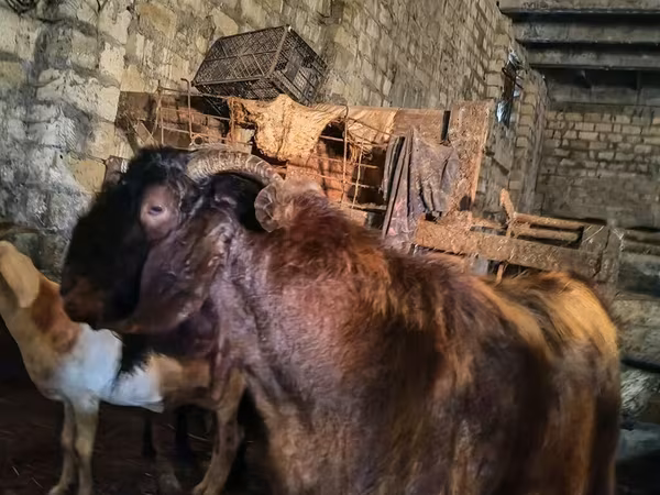 Արու այծ, Kamori goats