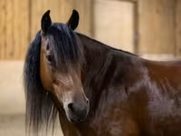 Էգ ձի, Friesian — լուսանկար 2