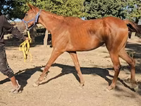 Stute, Arabian horse — Foto 3