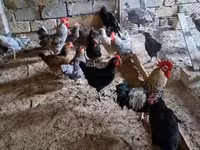 Chickens — الصورة 8