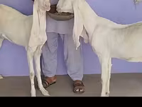 Էգ այծ, Gulabi goats — լուսանկար 4