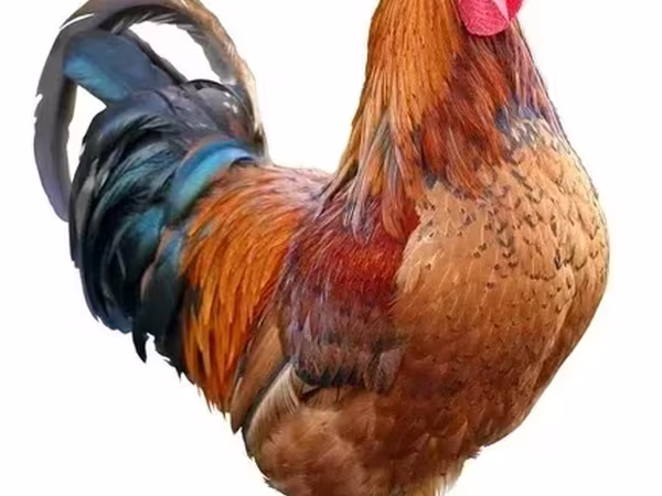 Chickens