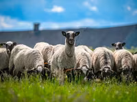 Խոյ, Romanov sheep — լուսանկար 3