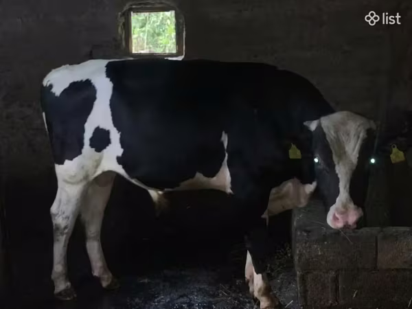 Bull, Russian Black pied cattle