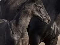Айғыр, Trakehner — 4-сурет