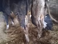 Ցուլ, Russian Black pied cattle — լուսանկար 3