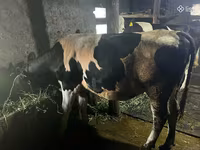 Kuh, Russian Black pied cattle — Foto 4
