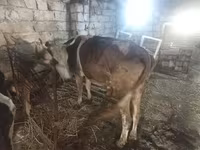 Сиыр, Simmental cattle — 2-сурет