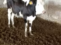 Vaca, Simmental cattle — foto 5