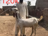 Cabras (lote, sexo não especificado), Najdi goat — foto 4