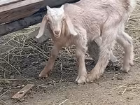 Теке, Damask goat — 2-сурет