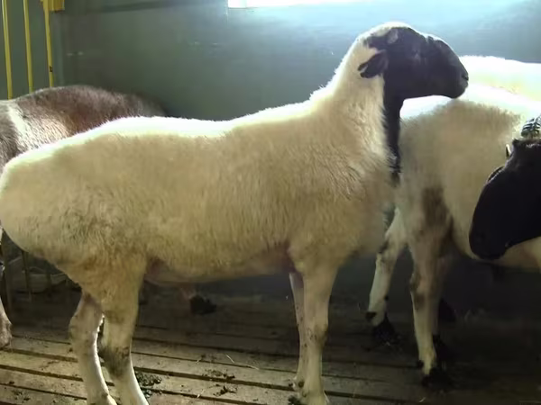 Қошқар, Suffolk sheep