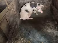 Sow, Pigs — photo 6
