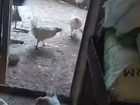 Chickens — photo 1