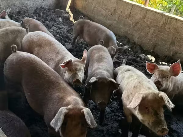 Säue, Schweine