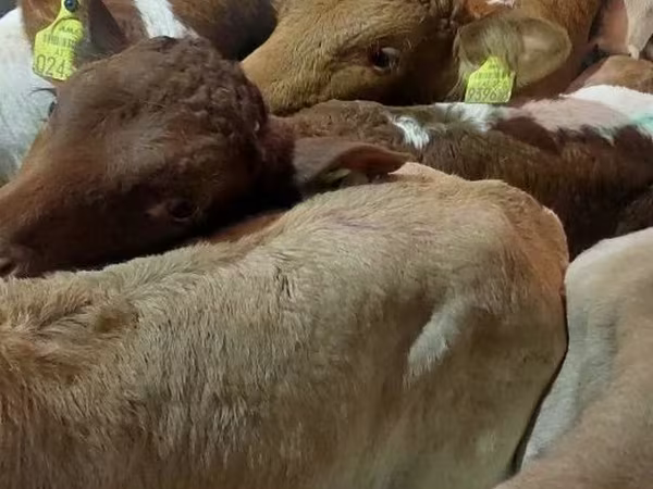 Bull, Cattle
