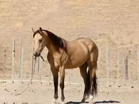 Hengst, Quarter Horse — Foto 5