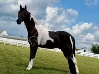 Caballo, Tennessee Walking Horse — foto 5