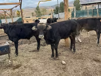 सांड, Swiss cattle — फ़ोटो 5