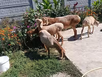 Sheep, Arashan sheep — photo 2