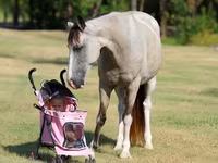 घोड़ी, Skyros Pony — फ़ोटो 5