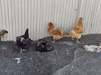 डेनिश हेन — फ़ोटो 1