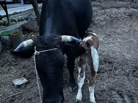 Cow, Latvian Blue cattle — photo 4
