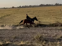 Бие, French Trotter — 1-сурет