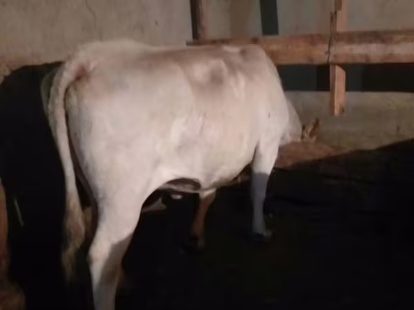 Cow, Auliekol breed