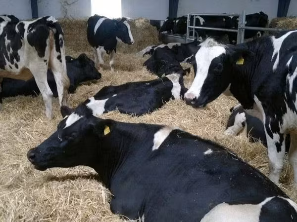 Կով, Գոլշտինյան ցեղատեսակ