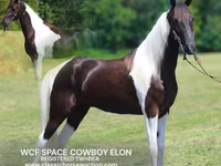 公马, Tennessee Walking Horse — 照片 1