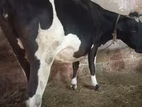 गाय, Russian Black pied cattle — फ़ोटो 2