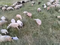 Schaf, Balbas sheep — Foto 7