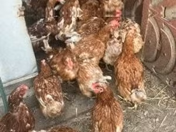 Chickens