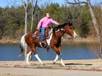 Horse (M), National Show Horse — photo 3