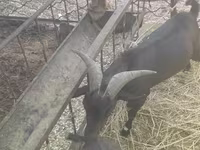 Ешкі, Murcia-Granada goats — 2-сурет