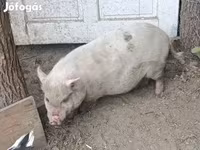 Мегежін, Гёттингенский минипиг — 2-сурет