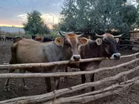 Уй, Алатоонун тукуму — сүрөт 3