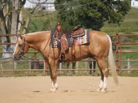 Hengst, Quarter Horse — Foto 1
