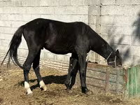 Էգ ձի, Friesian sport horse — լուսանկար 3