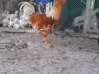 Ломан Браун — сүрөт 3