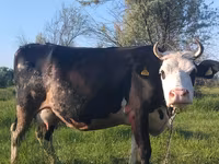 Kuh, Holstein-Rasse — Foto 3