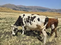 Կաթ, անարատ, կաթնամթերք — լուսանկար 5