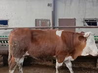 Vaca, Simmental cattle — foto 3