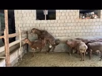 كبش, Hissar sheep — الصورة 1