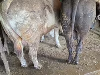 公牛, Simmental cattle — 照片 7