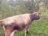 Cow, Cattle — photo 2