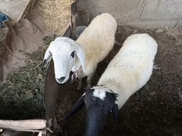 公羊, Sheep